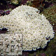 fehér Orgona Korall (Tubipora musica) fénykép
