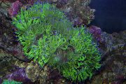 zelená Elegancia Koral, Zázrak Koral (Catalaphyllia jardinei) fotografie