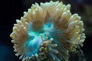 黄 优雅珊瑚，珊瑚奇观 (Catalaphyllia jardinei) 照片