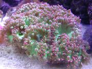 ružový Elegancia Koral, Zázrak Koral (Catalaphyllia jardinei) fotografie