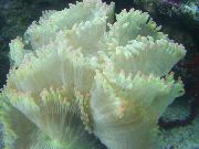 biela Elegancia Koral, Zázrak Koral (Catalaphyllia jardinei) fotografie