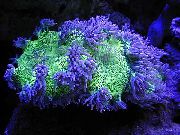 紫 优雅珊瑚，珊瑚奇观 (Catalaphyllia jardinei) 照片