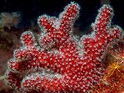 sarkans Colt Sēņu (Jūras Pirkstiem) (Alcyonium) foto