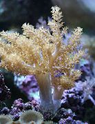 amarelo Árvore Coral Macia (Kenya Árvore Coral) (Capnella) foto