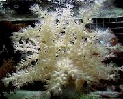 grå Träd Mjuk Korall (Kenya Träd Korall) (Capnella) foto