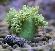 grön Träd Mjuk Korall (Kenya Träd Korall) (Capnella) foto