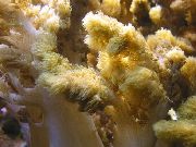 amarelo Colt Coral (Cladiella) foto