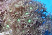 roheline Star Polüüp, Toru Korall (Clavularia) foto