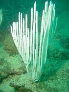 vit Gorgonian Mjuka Koraller (Ctenocella) foto