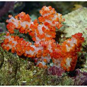 црвен Carnation Tree Coral (Dendronephthya) фотографија