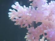 vit Nejlika Träd Korall (Dendronephthya) foto