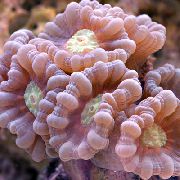 rožinis Žibintuvėlis Koralų (Candycane Koralai, Trimitas Koralų) (Caulastrea) nuotrauka