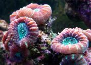 rojo Antorcha De Coral (Candycane Coral, Trompeta De Coral) (Caulastrea) foto