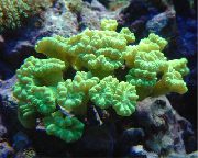rumena Torch Koral (Candycane Coral, Trobenta Coral) (Caulastrea) fotografija