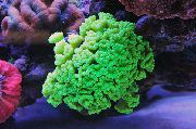 žalias Žibintuvėlis Koralų (Candycane Koralai, Trimitas Koralų) (Caulastrea) nuotrauka