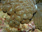 marrón Antorcha De Coral (Candycane Coral, Trompeta De Coral) (Caulastrea) foto