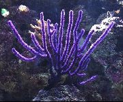 purpurs Sea ​​fan (Euplexaura) foto