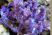 purpurs Lemnalia Ziedkāposti  foto