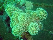zelena Prst Koža Koralja (Vražja Ruka Koralji) (Lobophytum) foto
