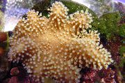 brun Finger Läder Korall (Djävulens Hand Korall) (Lobophytum) foto