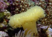 aquarium sea coral Soft mushroom Sarcophyton  yellow