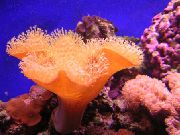 红 软蘑菇 (Sarcophyton) 照片