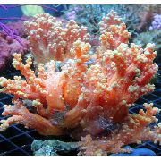 punane Lill Puu Korallid (Spargelkapsa Korall) (Scleronephthya) foto