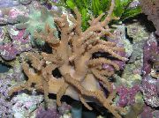 hnedý Sinularia Prst Kože Koralov  fotografie