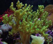Sinularia თითის ტყავის Coral მწვანე
