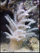 branco Árvore De Natal Coral (Coral Medusa) (Studeriotes) foto