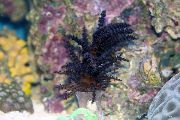negro Árbol De Navidad De Coral (Coral Medusa) (Studeriotes) foto
