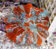 杂色 猫头鹰的眼睛珊瑚（按钮珊瑚） (Cynarina lacrymalis) 照片