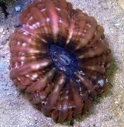 rudas Pelėda Akių Koralų (Mygtuką Koralų) (Cynarina lacrymalis) nuotrauka