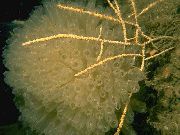 geel Swiftia (Noordelijke Zee Ventilator)  foto