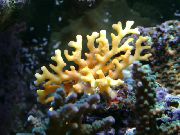 ყვითელი მაქმანი ჯოხი Coral (Distichopora) ფოტო