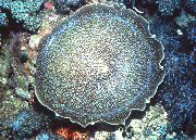 сірий Амплексідіскус Слоняче Вухо (Amplexidiscus fenestrafer) фото