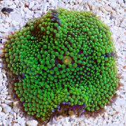 зеленуватий Діскоактінія Флоридська (Ricordea florida) фото