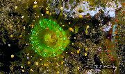 绿 球Corallimorph（橙色的球海葵） (Pseudocorynactis caribbeorum) 照片