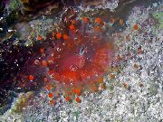 vermelho Corallimorph Bola (Bola Laranja Anêmona) (Pseudocorynactis caribbeorum) foto
