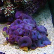 Coeruleus Discosoma púrpura