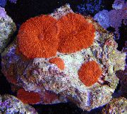 црвен Red Mushroom (Discosoma cardinalis) фотографија