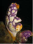 шаролик Sea Squirts, Tunicates (Polycarpa aurata) фотографија