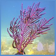 фіолетовий Горгонарии Фіолетова (Muriceopsis flavida) фото
