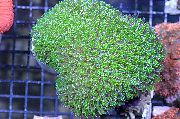 緑色 星サンゴ（結晶サンゴ） (Galaxea astreata) フォト