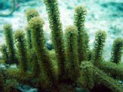 მწვანე Knobby ზღვის Rod (Eunicea) ფოტო