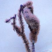 violetinė Gumbuotas Jūros Strypas (Eunicea) nuotrauka