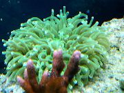 grün Groß Tentacled Platte Koralle (Anemone Pilzkoralle) (Heliofungia actiniformes) foto