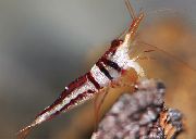 červená Harlequin Krevety (Caridina cf. spongicola) fotografie