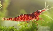 წითელი ყავისფერი Camo Shrimp (Caridina sp. Brown Camo) ფოტო