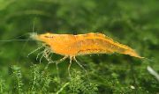 წითელი Orange Sunkist Shrimp, Fanta Shrimp, ფორთოხალი სოდა Shrimp (Caridina sр. propinqua) ფოტო